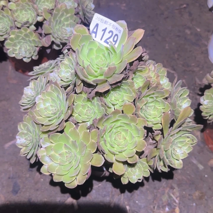 半夏……多肉植物的