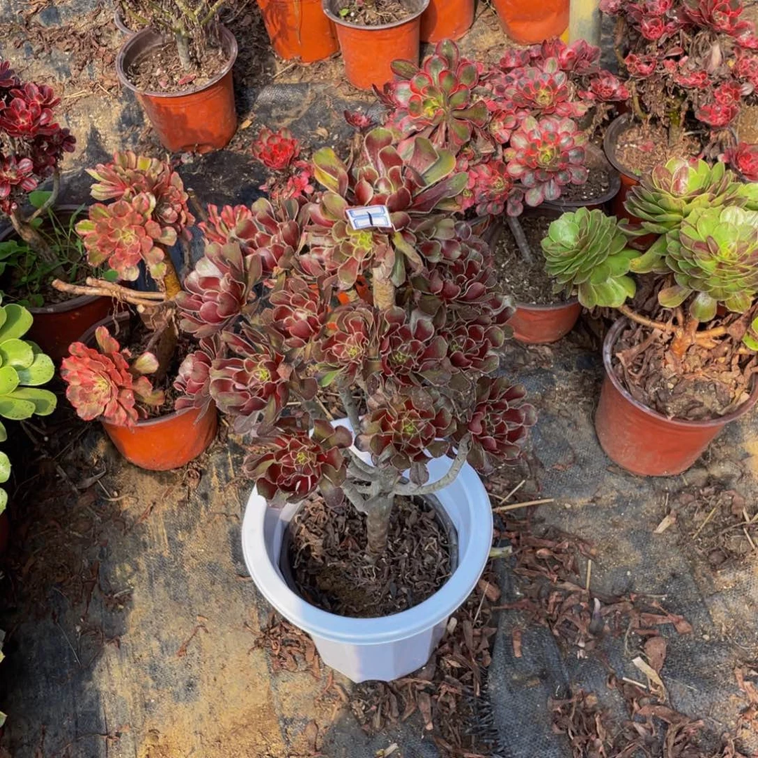 默***语1鲜花老桩老桩鲜花