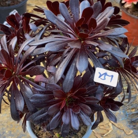 魔法师多肉植物251多肉不包断