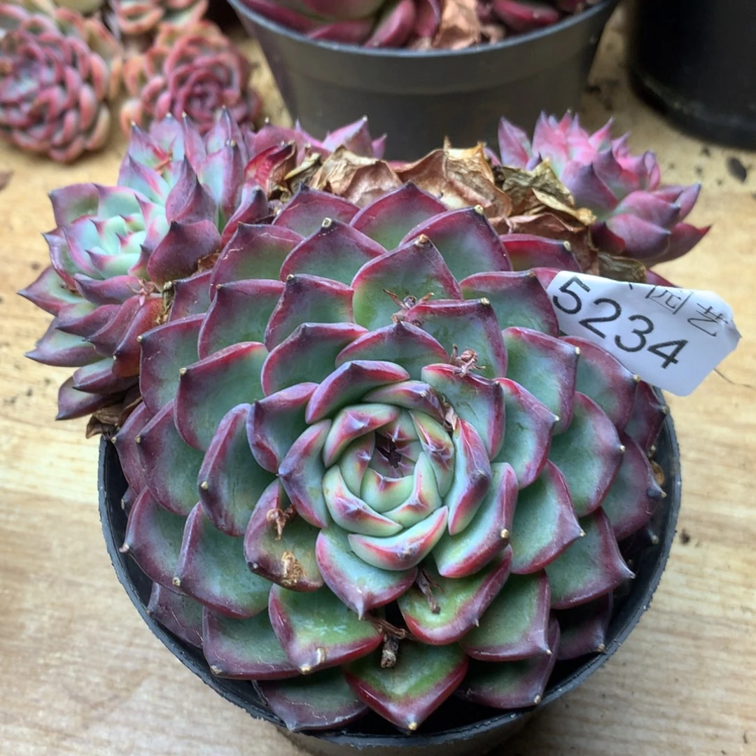 蓝****姐5234杂交精品基地14厘米