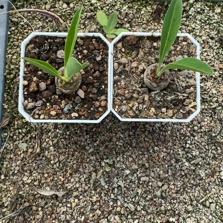 铁甲丸1颗量拍多肉