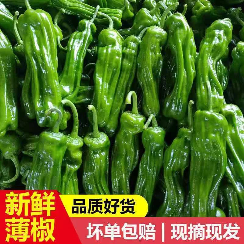 【顺丰包邮】新鲜青辣椒农家自种青椒薄皮椒微辣芜湖椒虎皮椒蔬菜