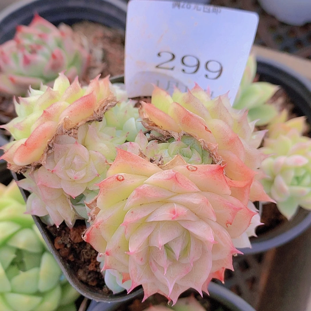 【闪购商品】云299