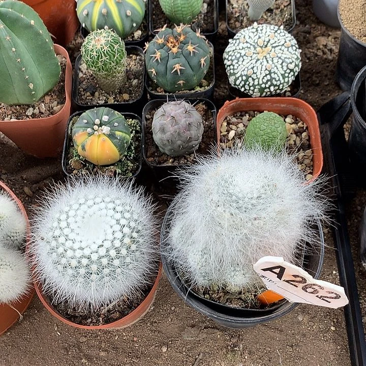 泡*3333333333333333