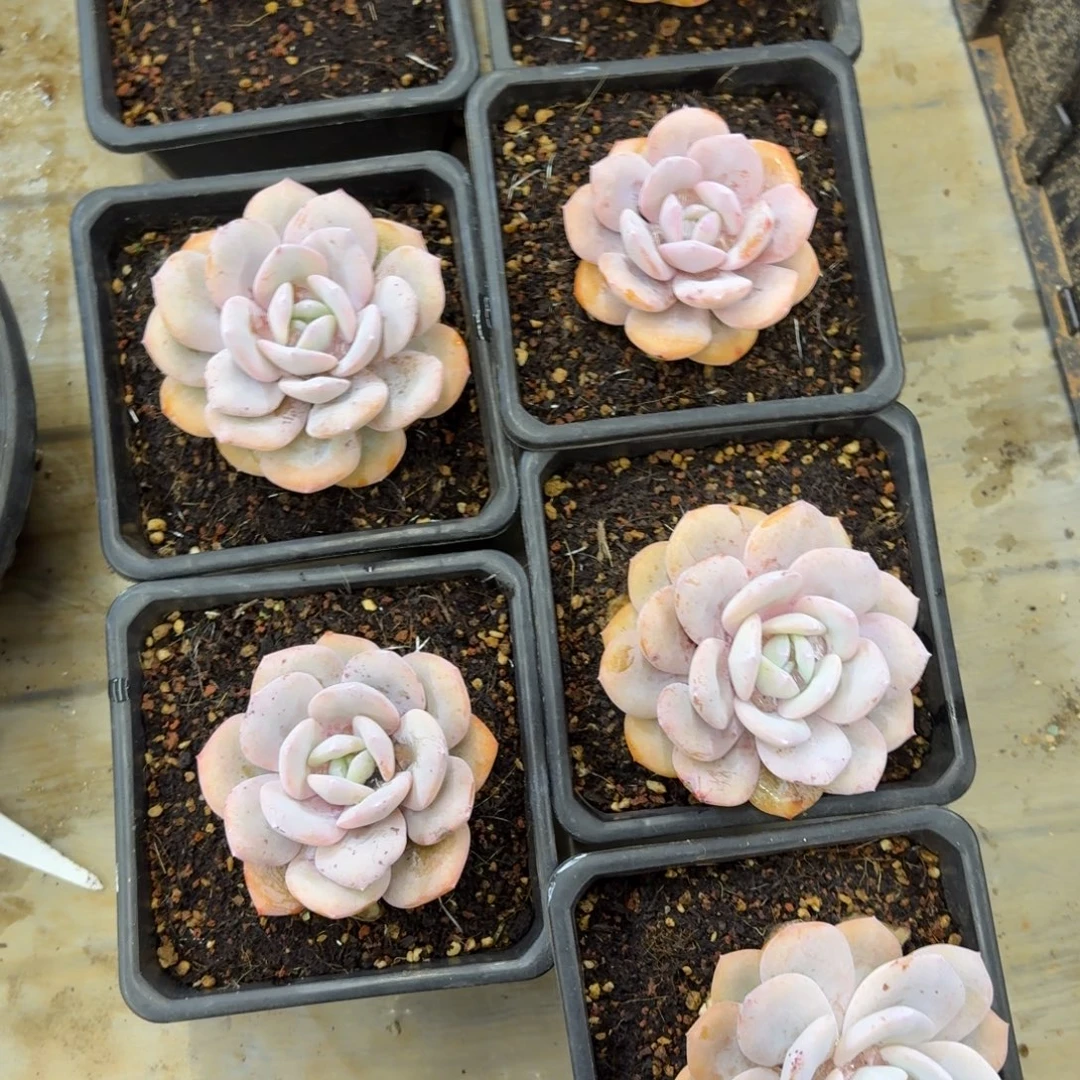 晨***悟一物一拍奶茶7颗354