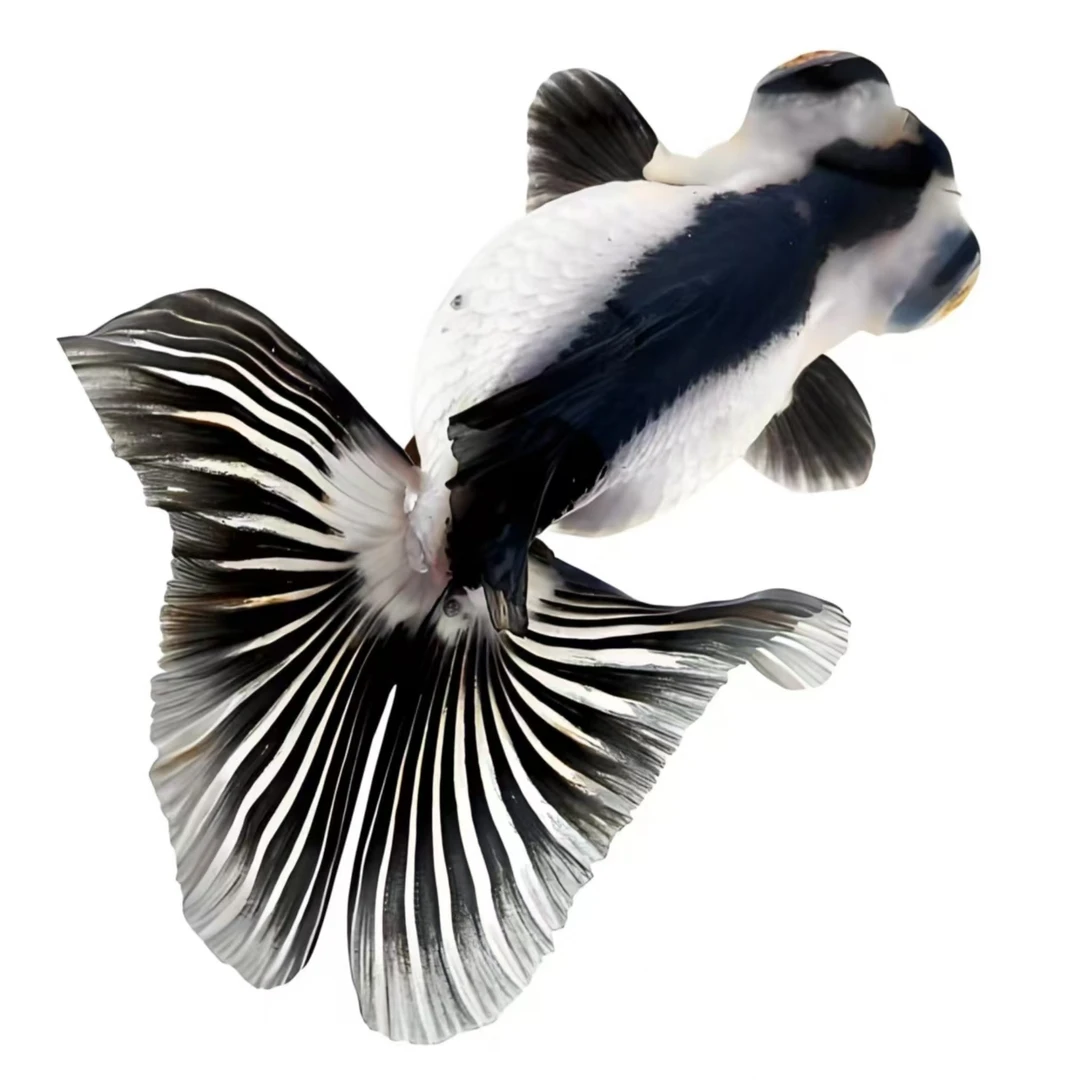 蝶尾熊猫蝶尾6-7公分左右7+1条好养耐活收到要拍完整的开箱视频