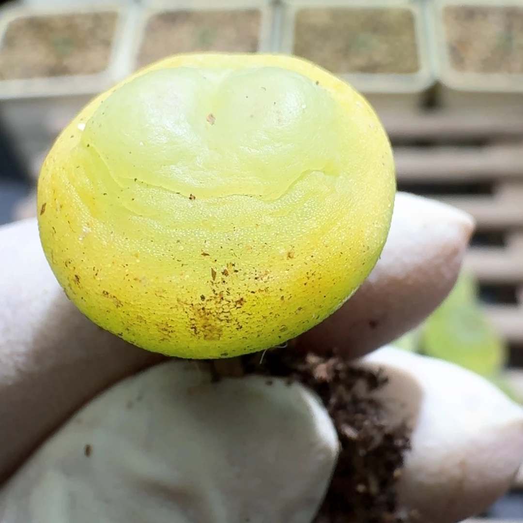 1-14-102拉登1473.18