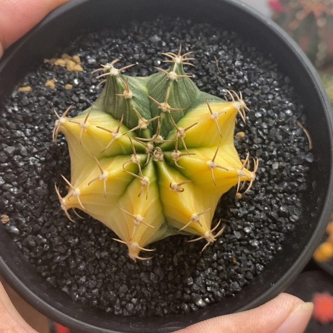 泰系肋骨锦—带盆土发货26