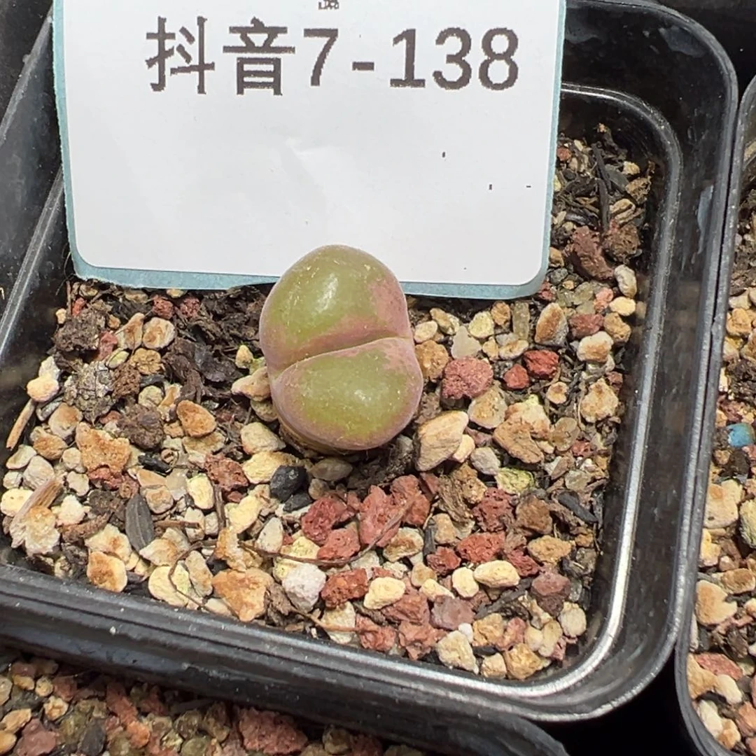 7-138紫焰风铃母本多肉