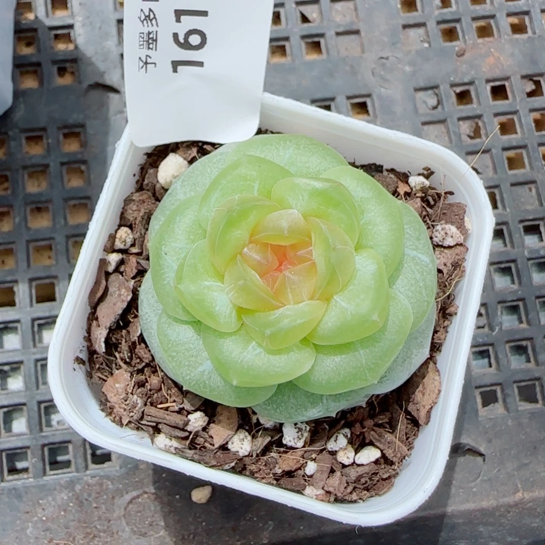新品，1611多肉植物