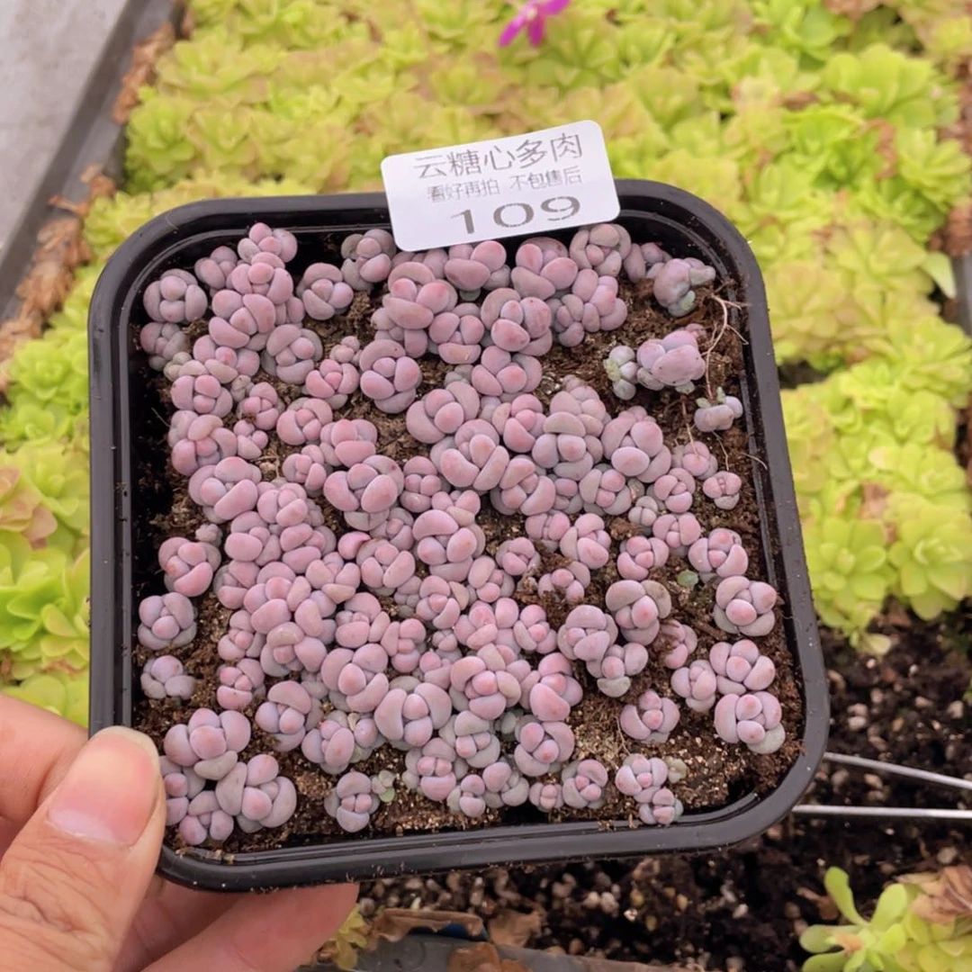 云糖心多肉植物109