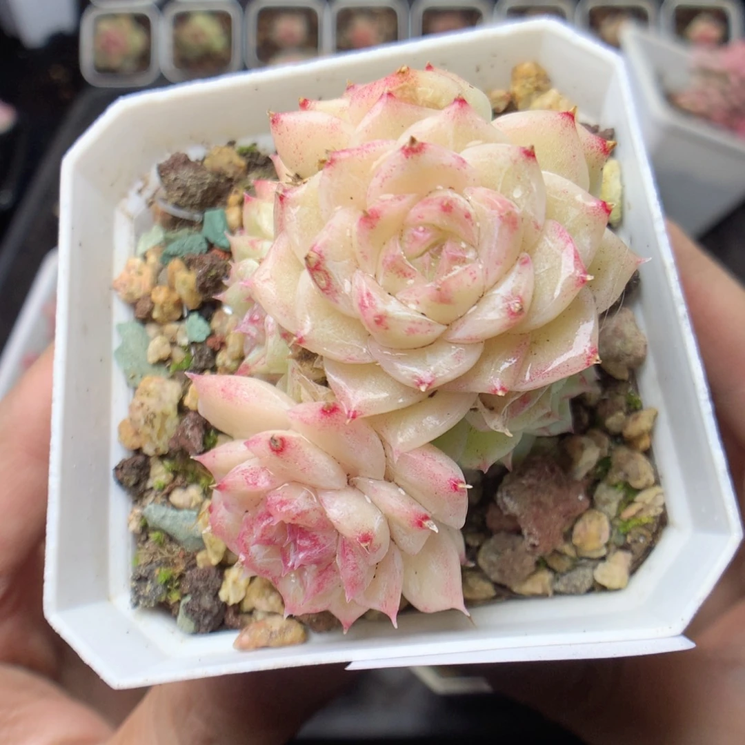 无花朵E84。yyyyyy