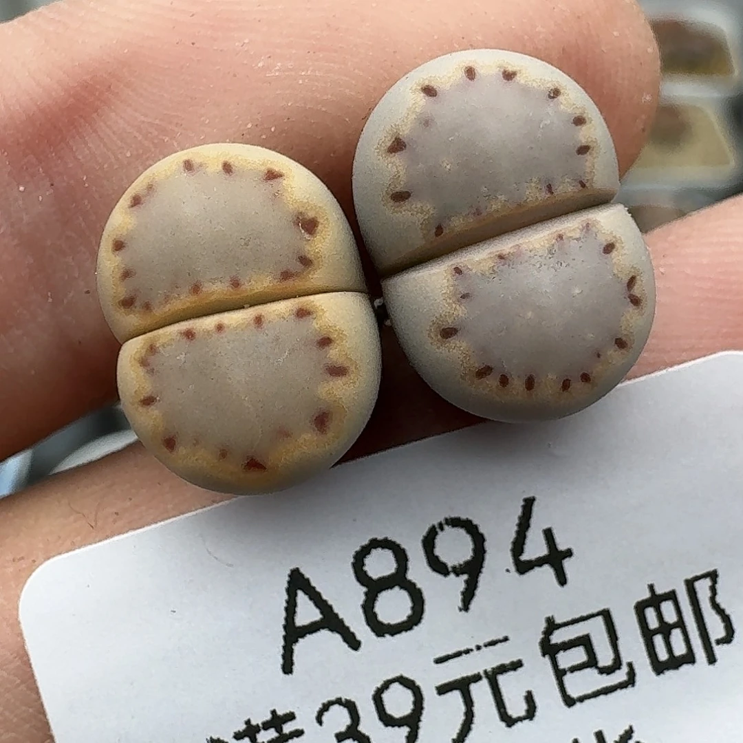 894多肉哈哈哈哈给哥哥