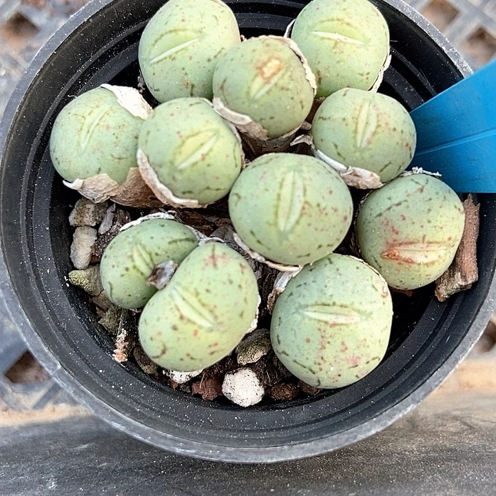 多肉植物小红嘴7075多肉