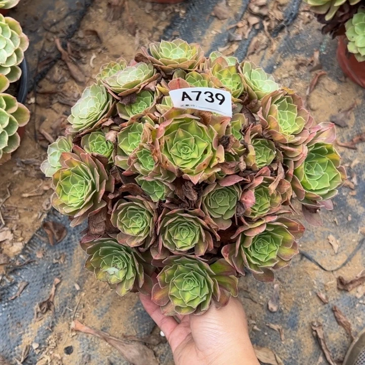 倾城中班多肉植物739.