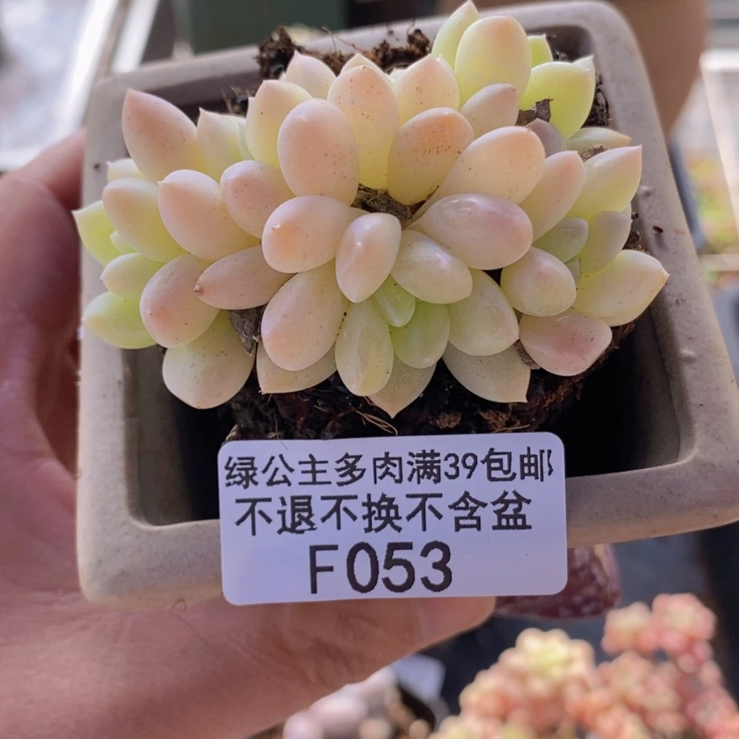 玲玉6cm053多肉植物