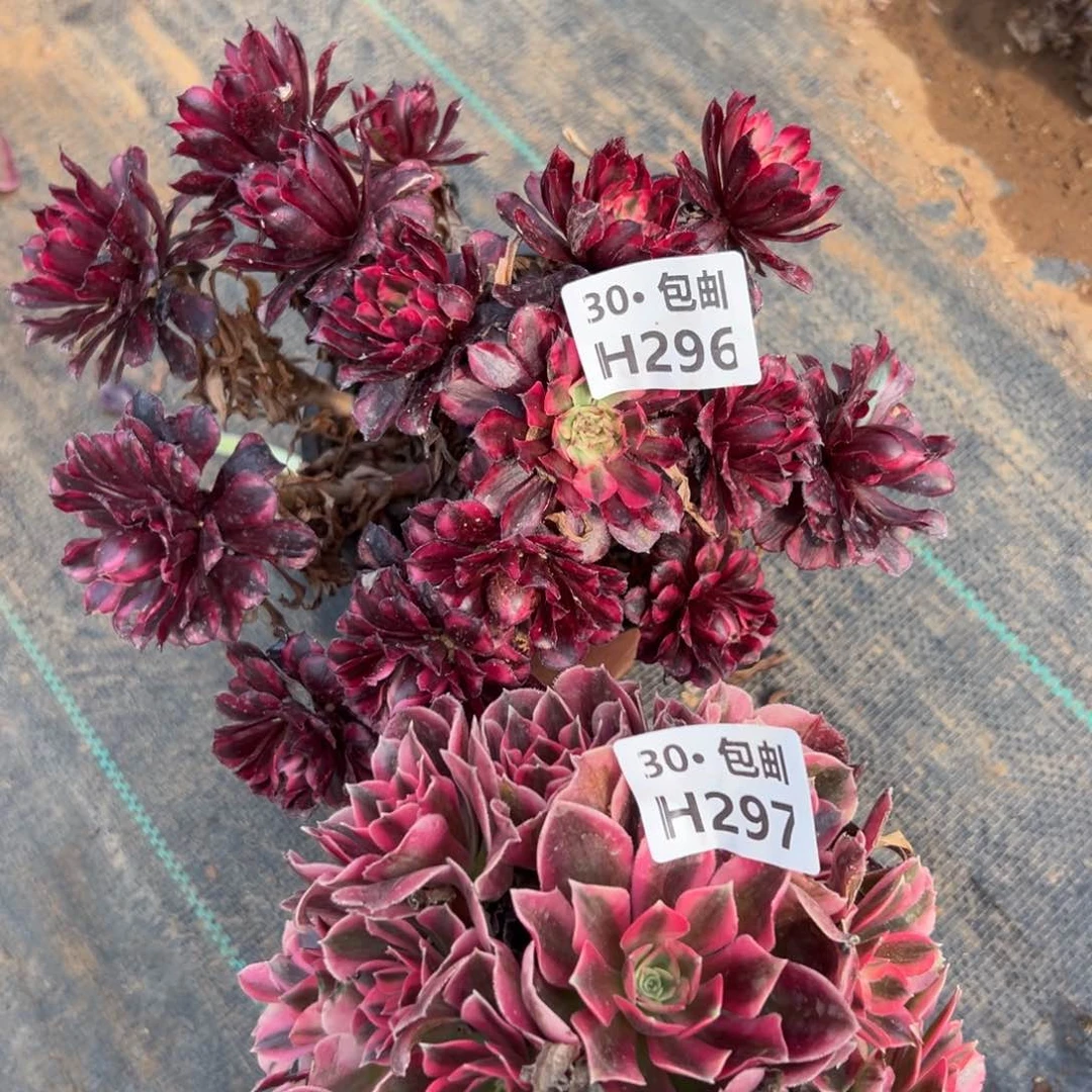 2颗组合处理多肉法师