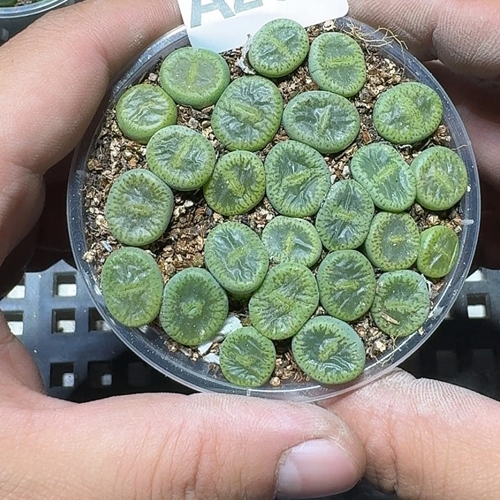 201 多肉植物多肉植物