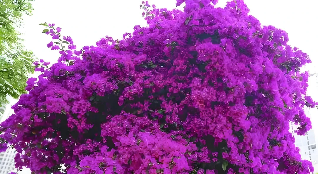 三角梅一物一拍运输途中掉花落叶属于正常 介意勿拍