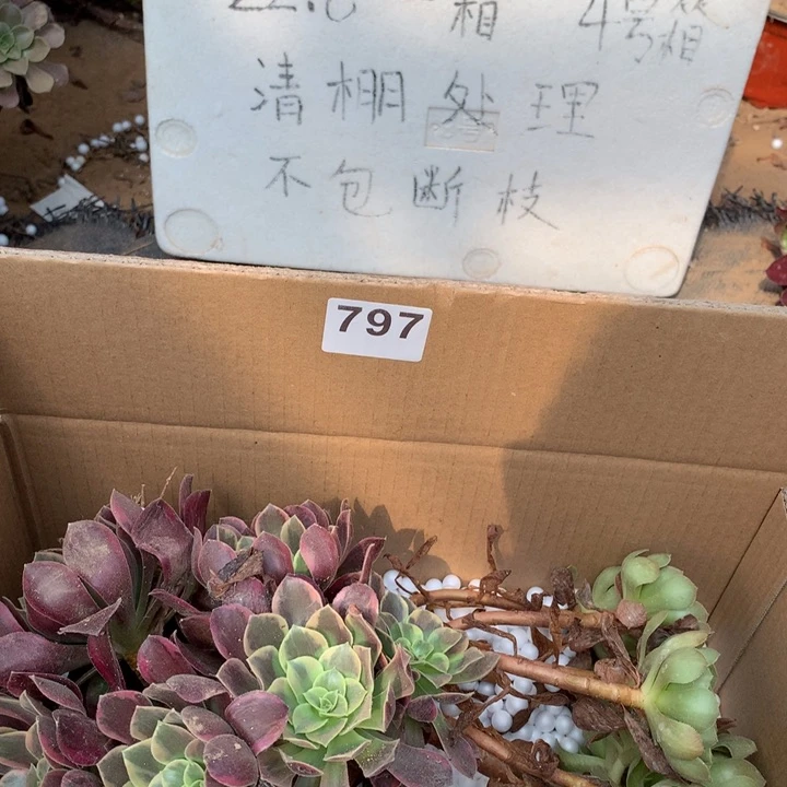 797三颗法师多肉