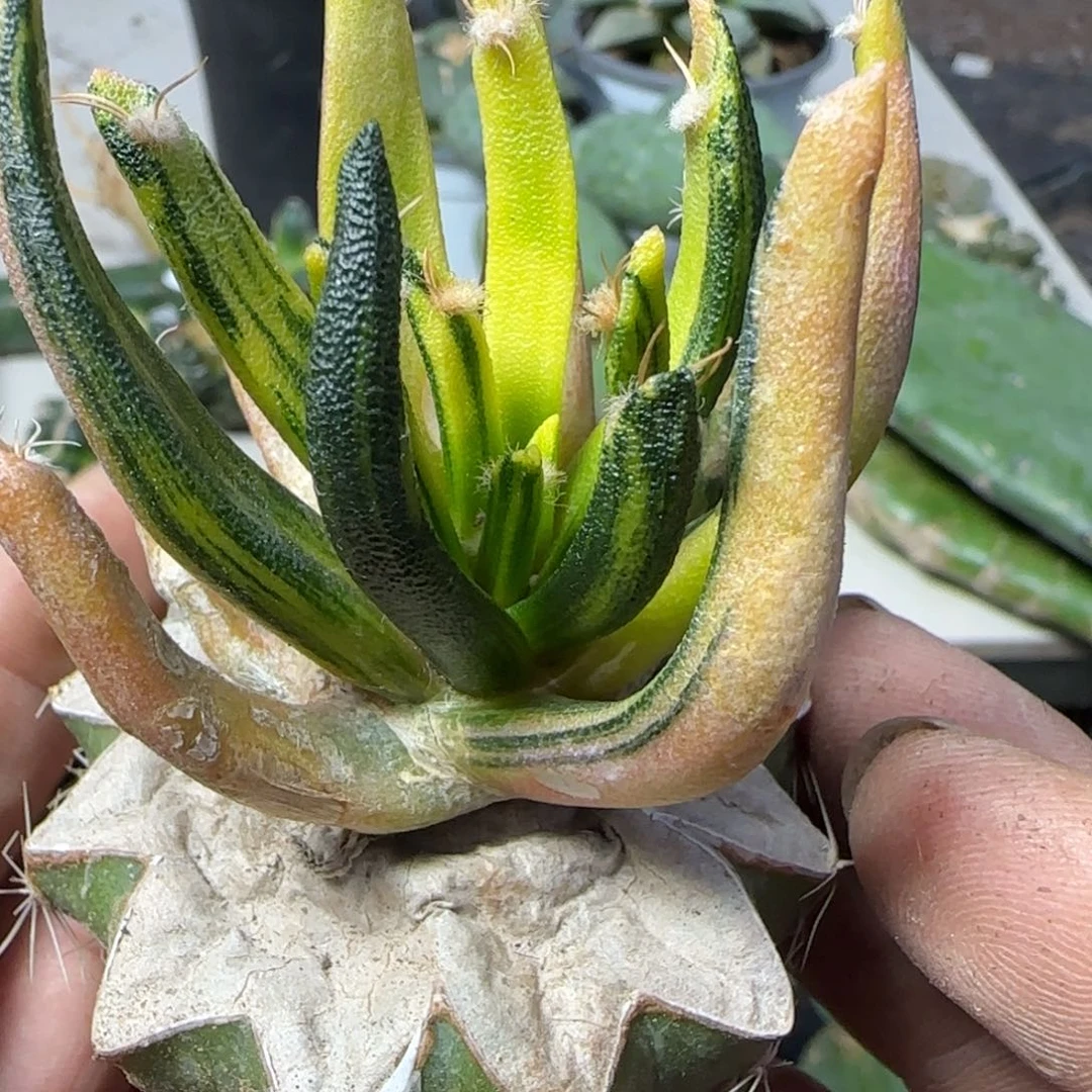 无花朵拉丝锦纯种龙舌兰