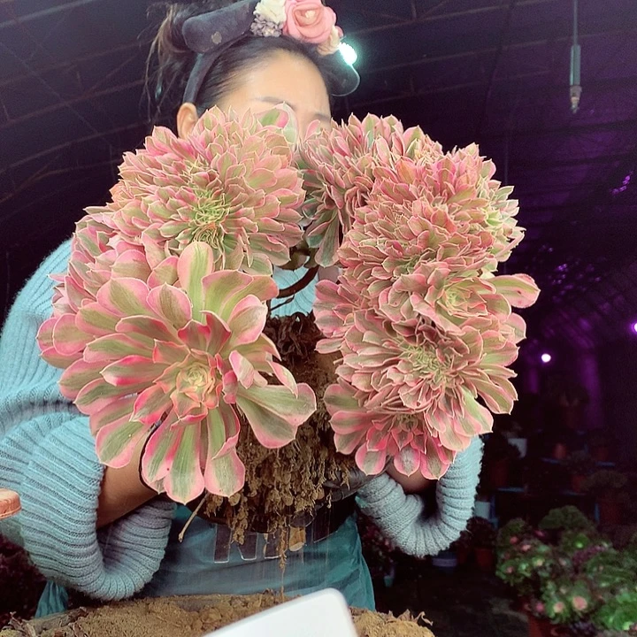 柒柒精品多肉脱土发货不包断侧枝S87