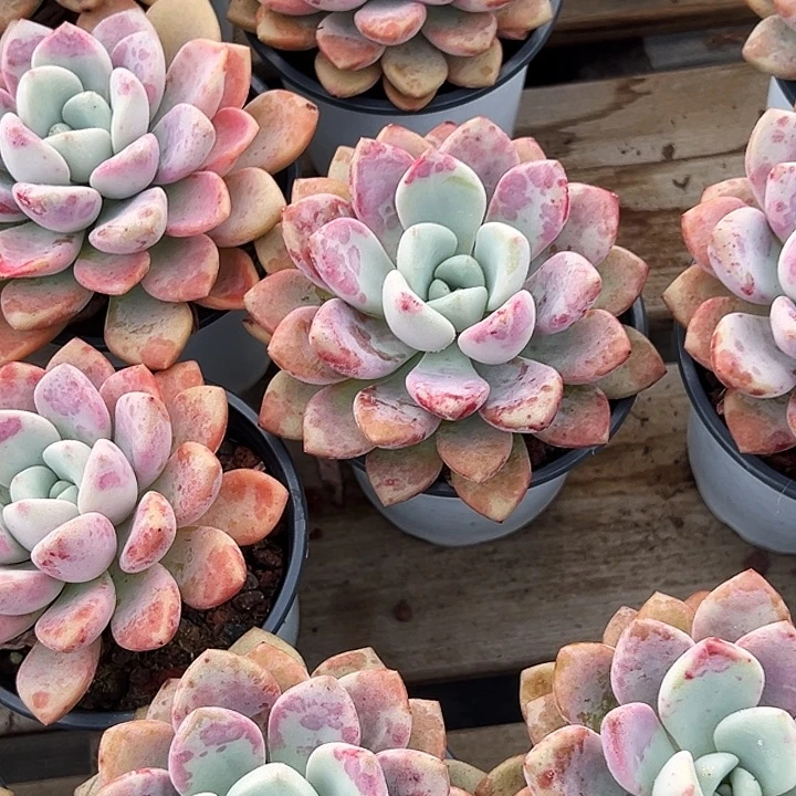 大单头           花斑露