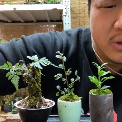 红陶一物一拍所见即所得62