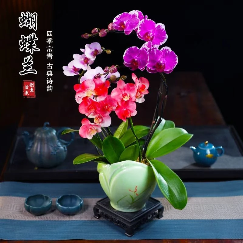 宝贝宾友之光喷红蝴蝶兰盆栽四季常青花卉茶桌面净化空气办公绿植