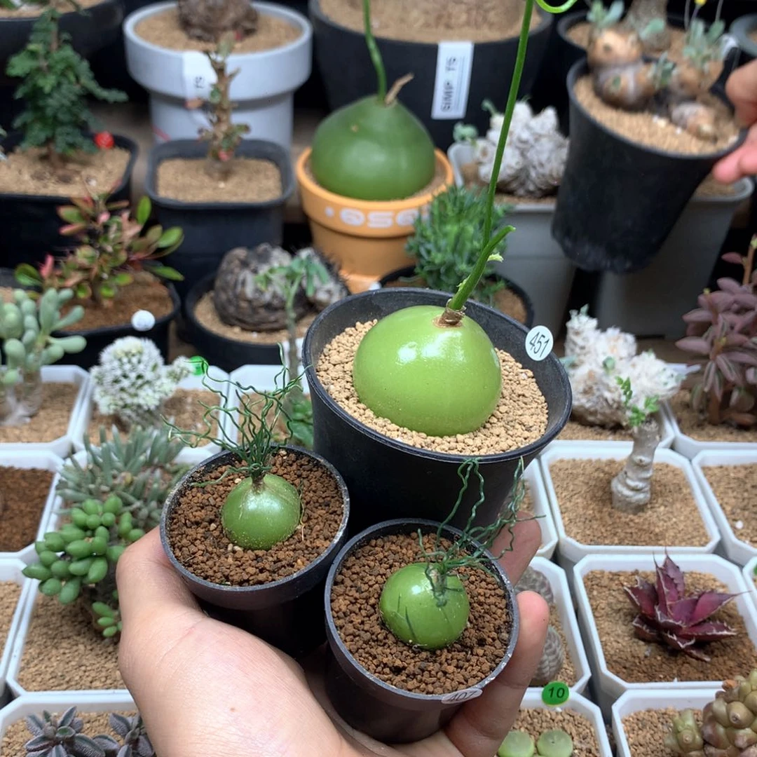 @**?海葱2个加大苍