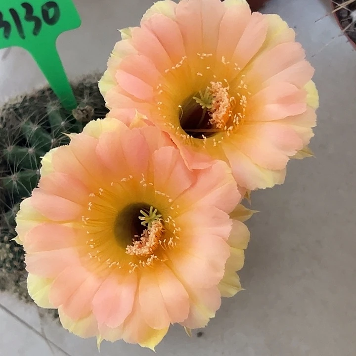 3130 爆盆 实生彩草 脱土发