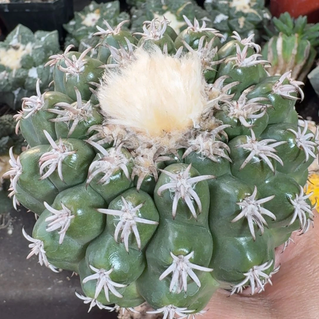 【闪购商品】猫爪圆盘玉