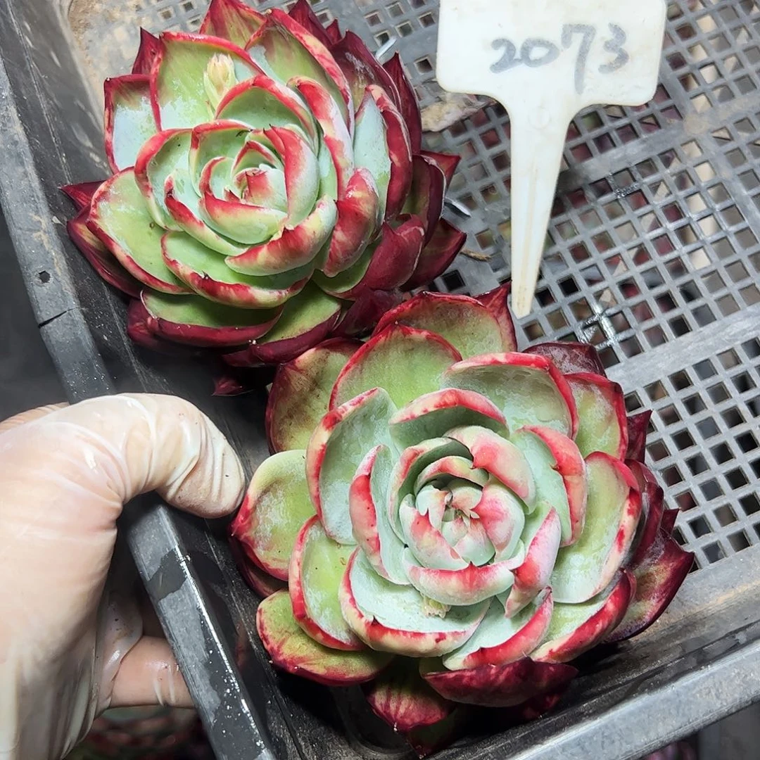 এ***‍惊鸿仙子两颗2073号