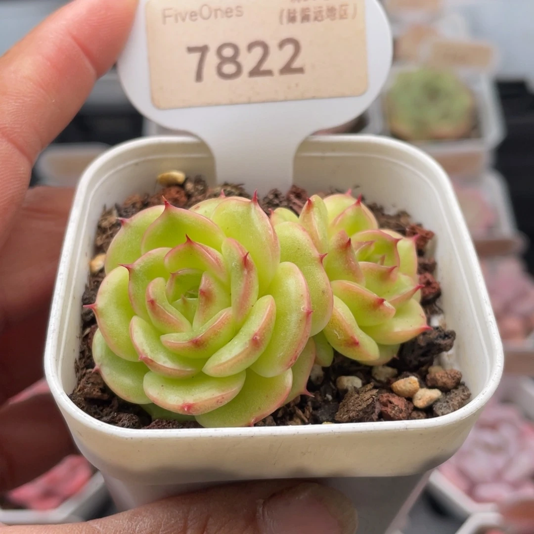 圆心7822-5.0厘米