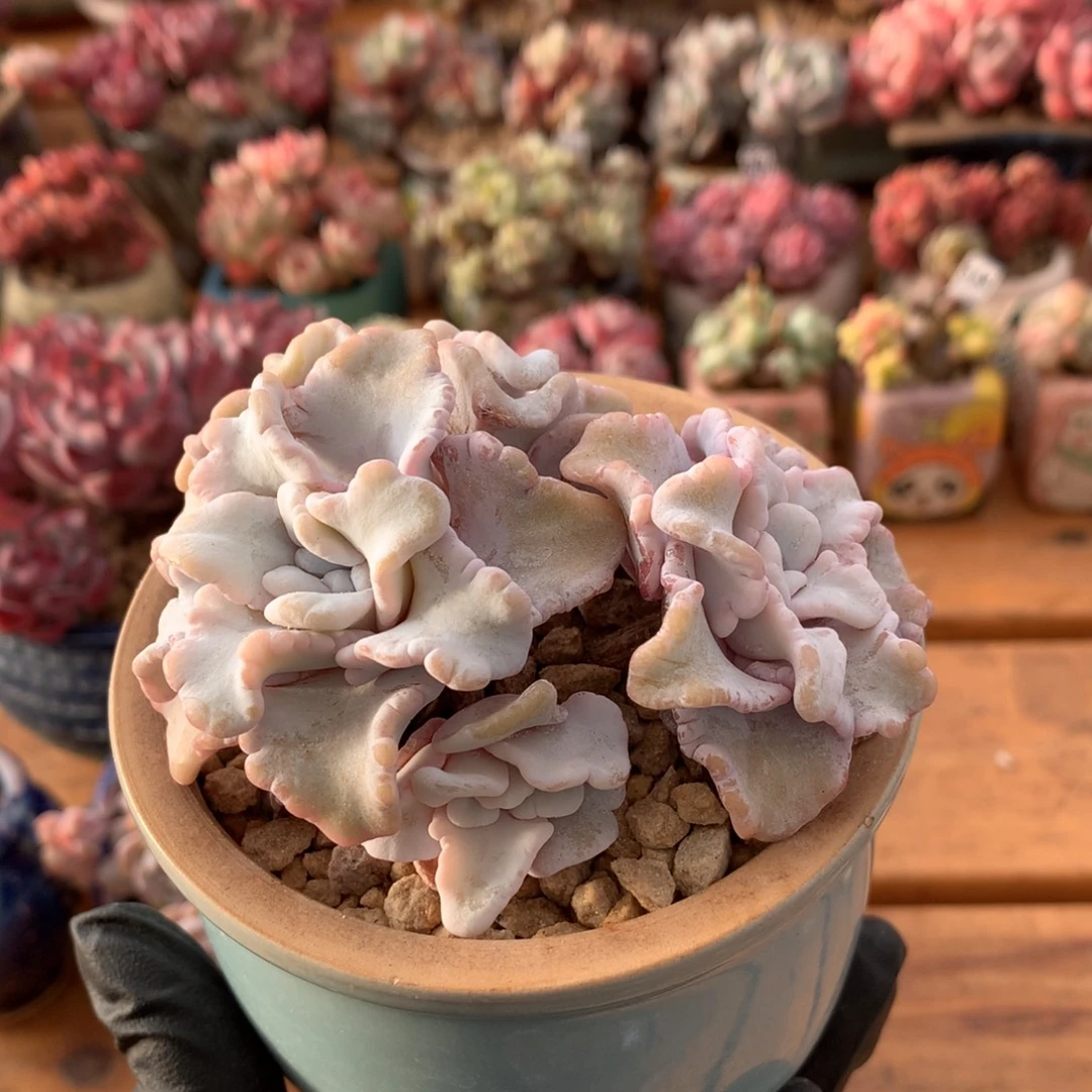 芭蕾舞者一物一拍 006