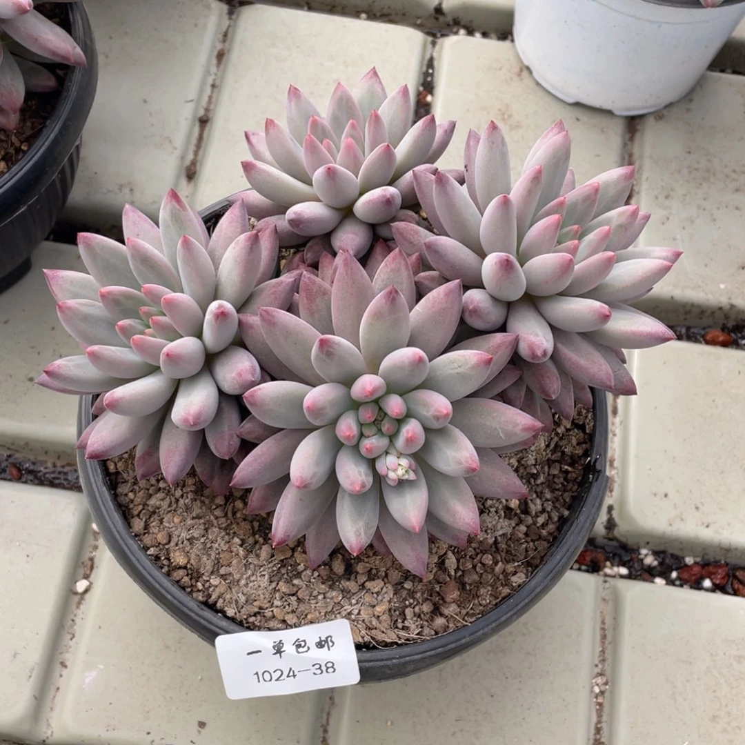 1024-38-虞，，，，，，