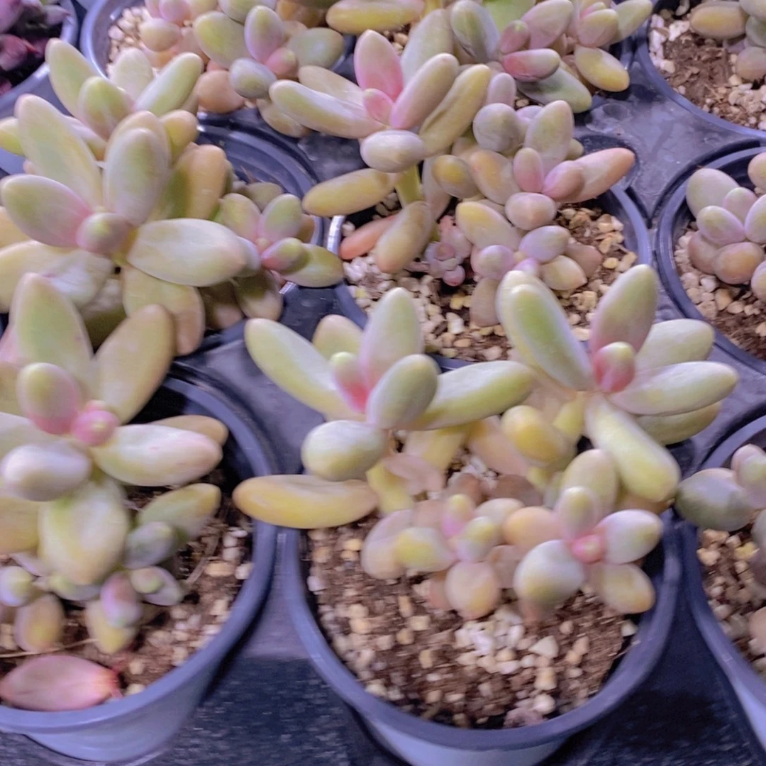 量拍5号 精品母本老桩糖果美人群一个