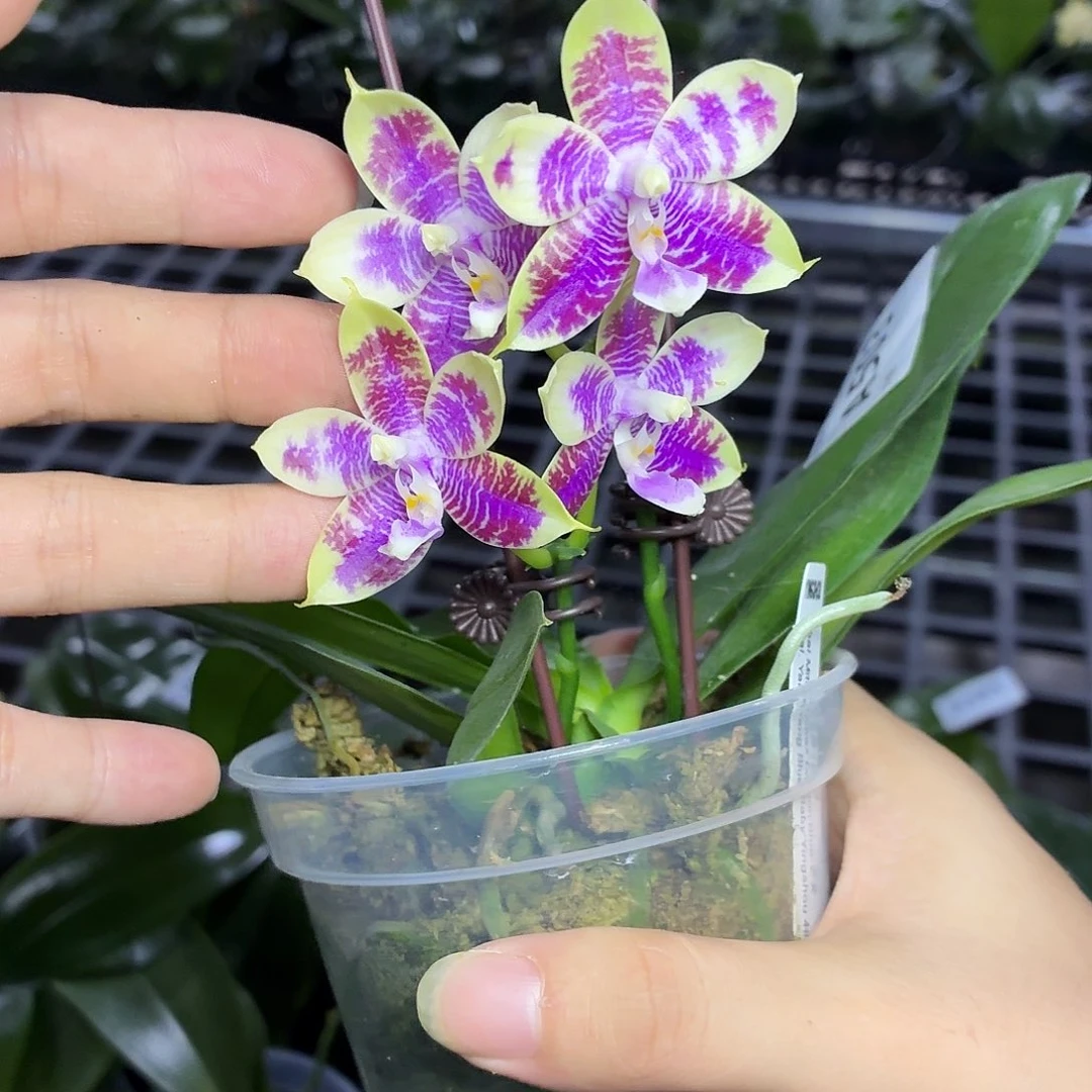 当前无花朵，栽培后可花朵A503yss1233