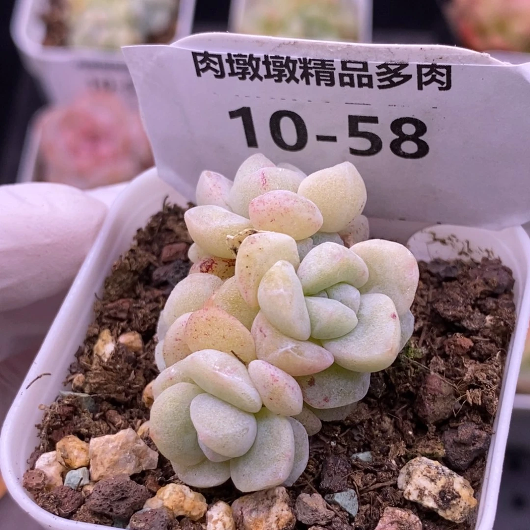 【闪购商品】10-58