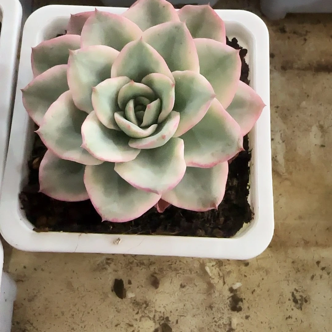 奶油黄桃锦多肉植物