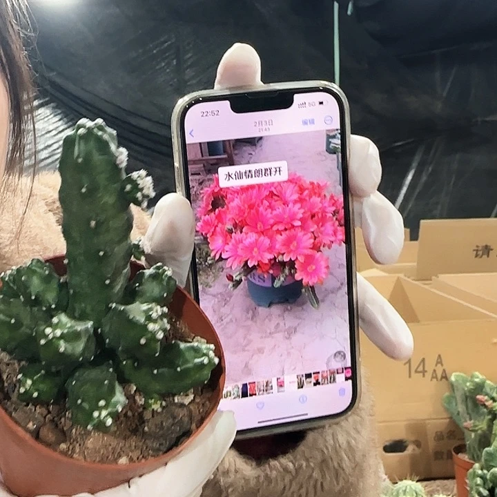 水仙情郎1111111111