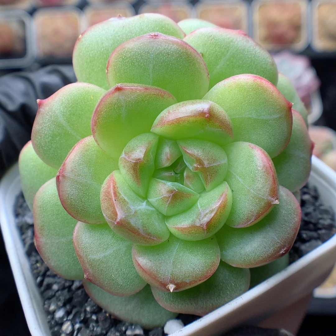 多肉植物。 糖心39