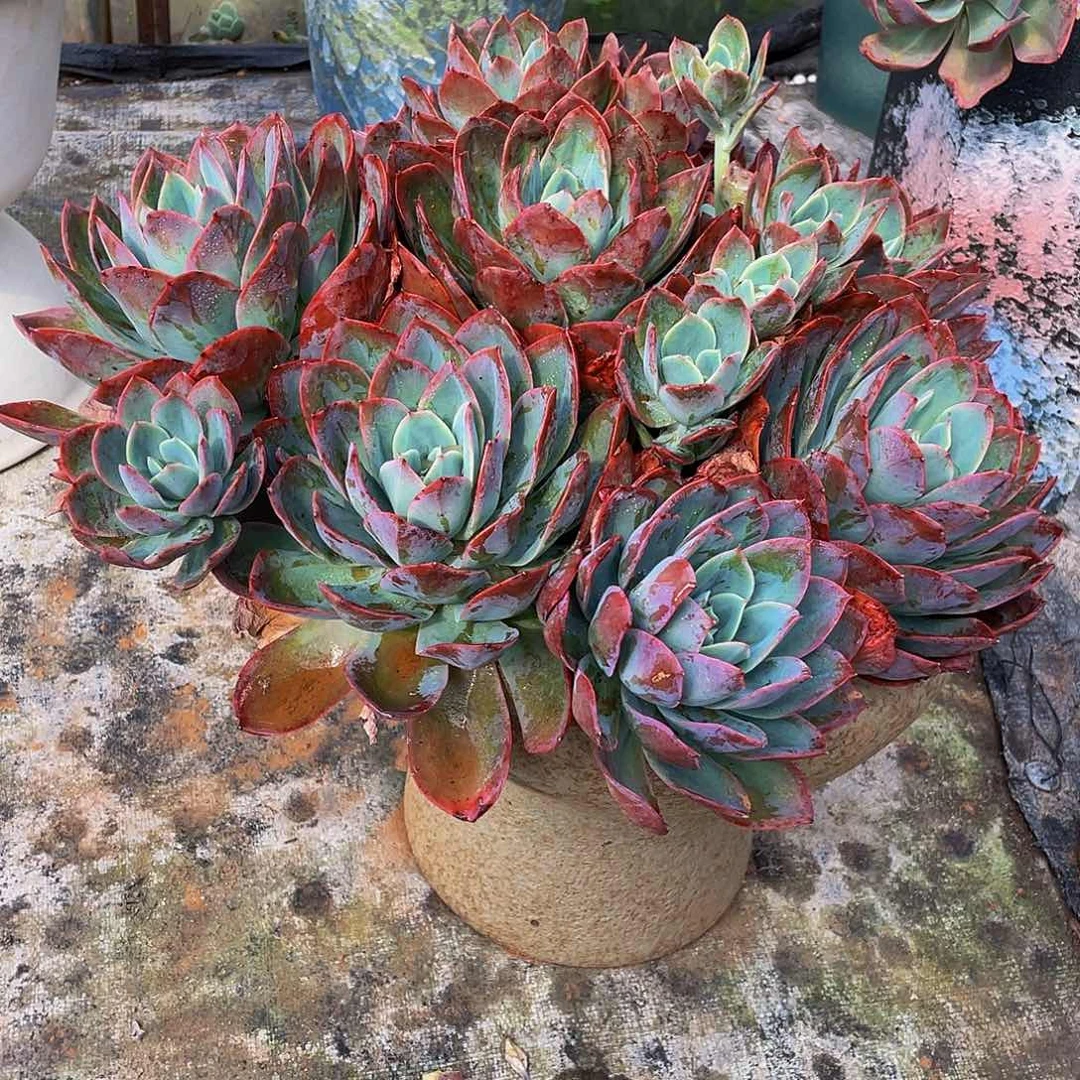 C****6绮啰仙子多肉植物群不要泡沫球