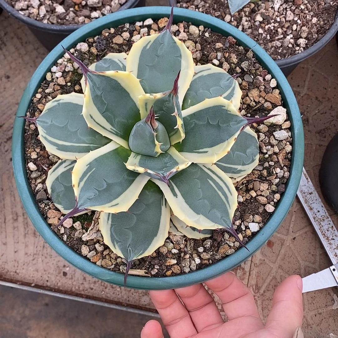 多肉植物龙蛇兰植物