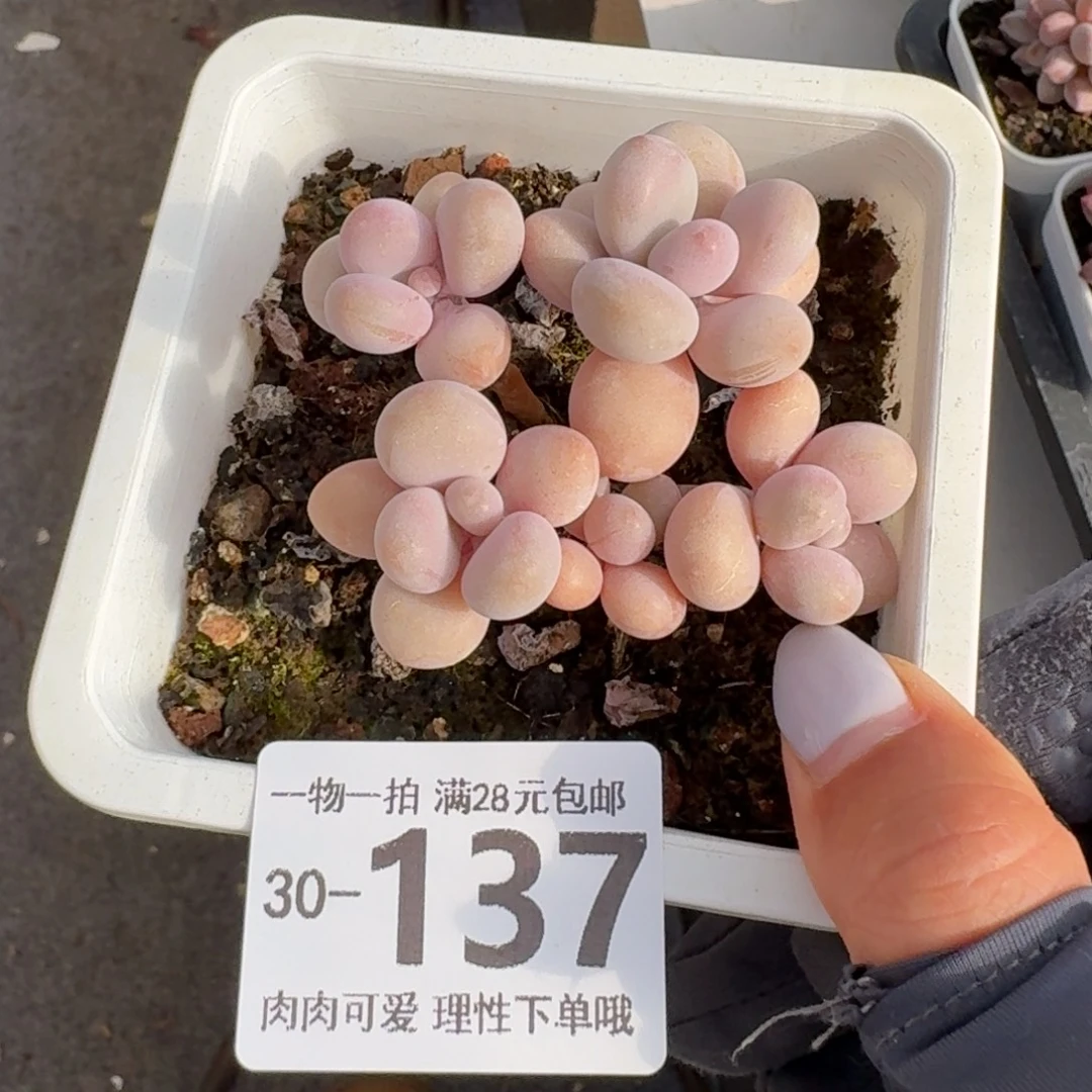 桃蛋无盆土发货无