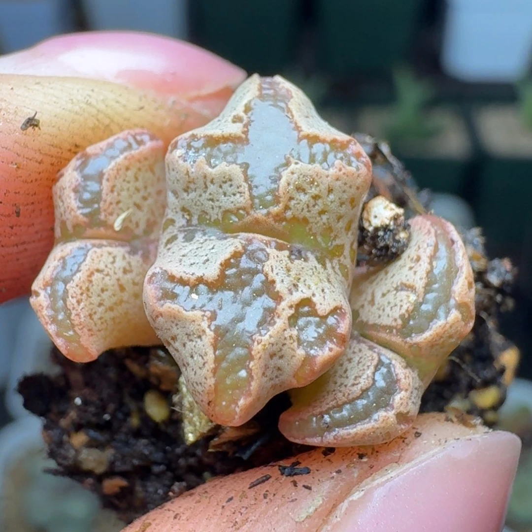 296三头0000000000000