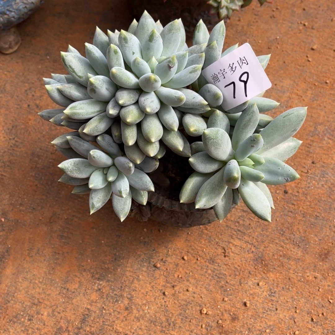 哥特缀下播福利79号