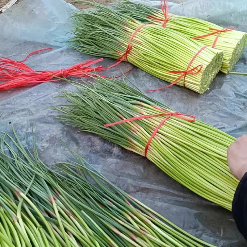 河南露天种植。2025新鲜红帽蒜苔新鲜现拔现发