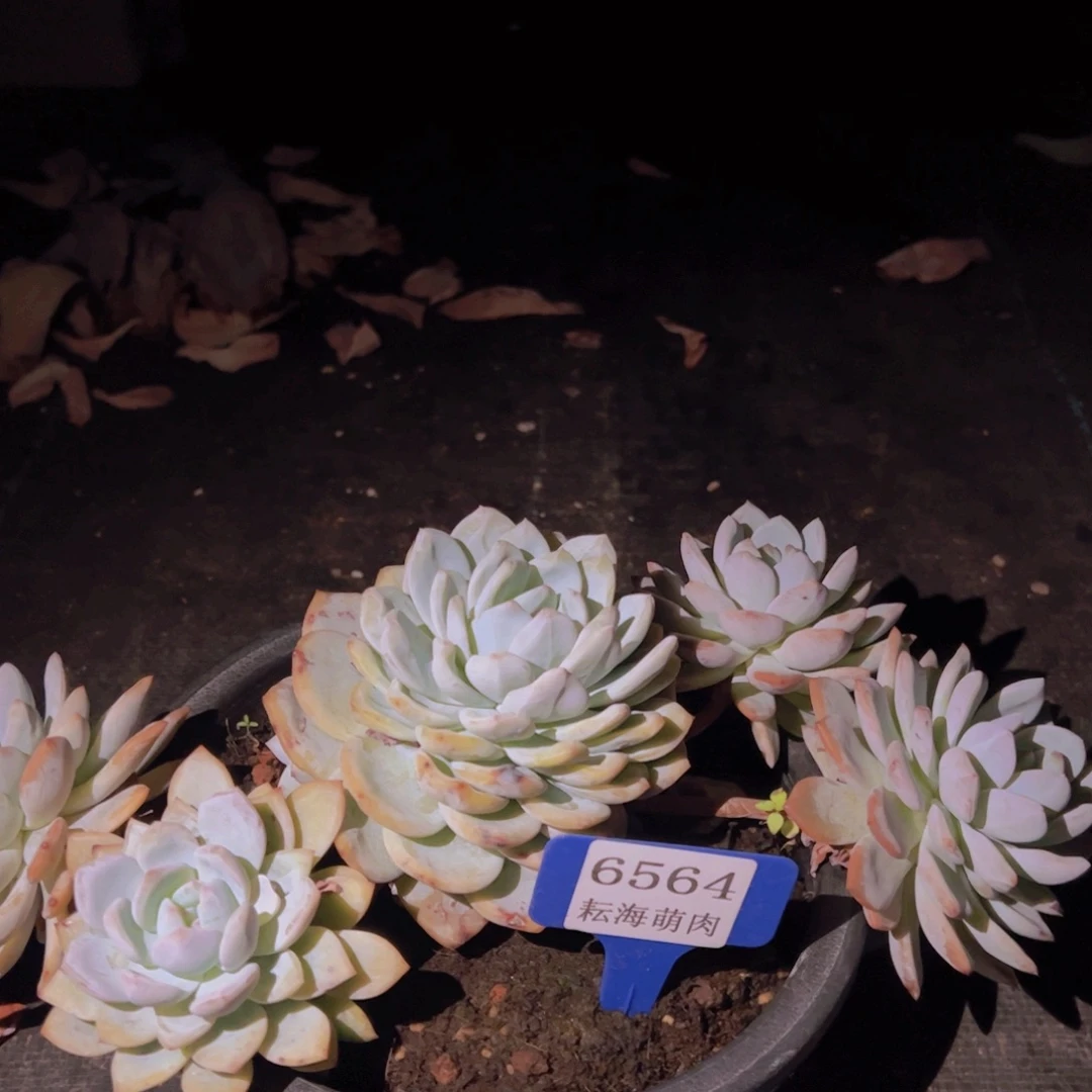 ****～橙子6564多肉植物