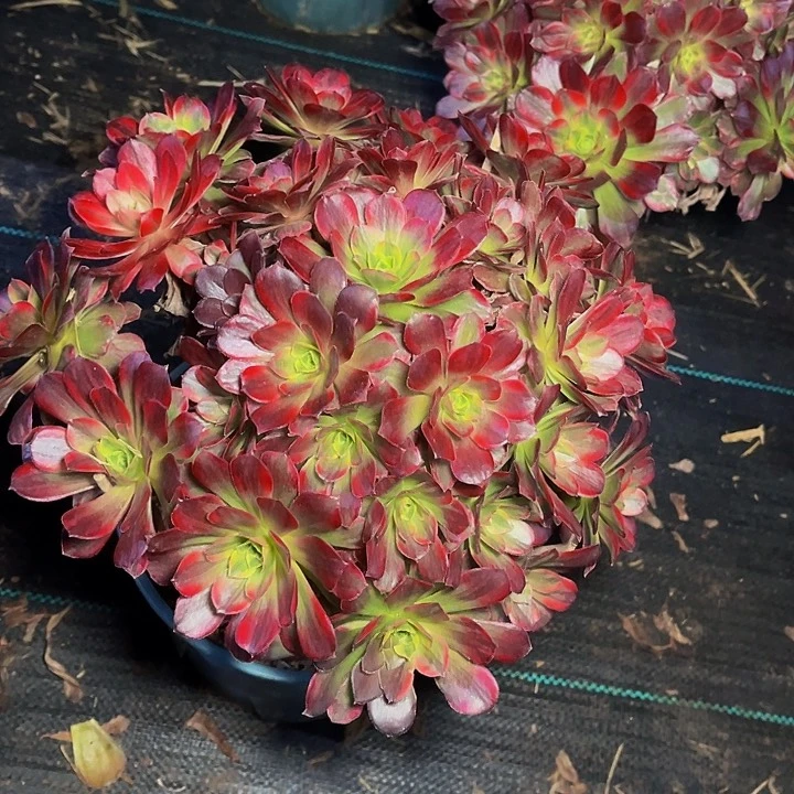 安娜安娜安娜013